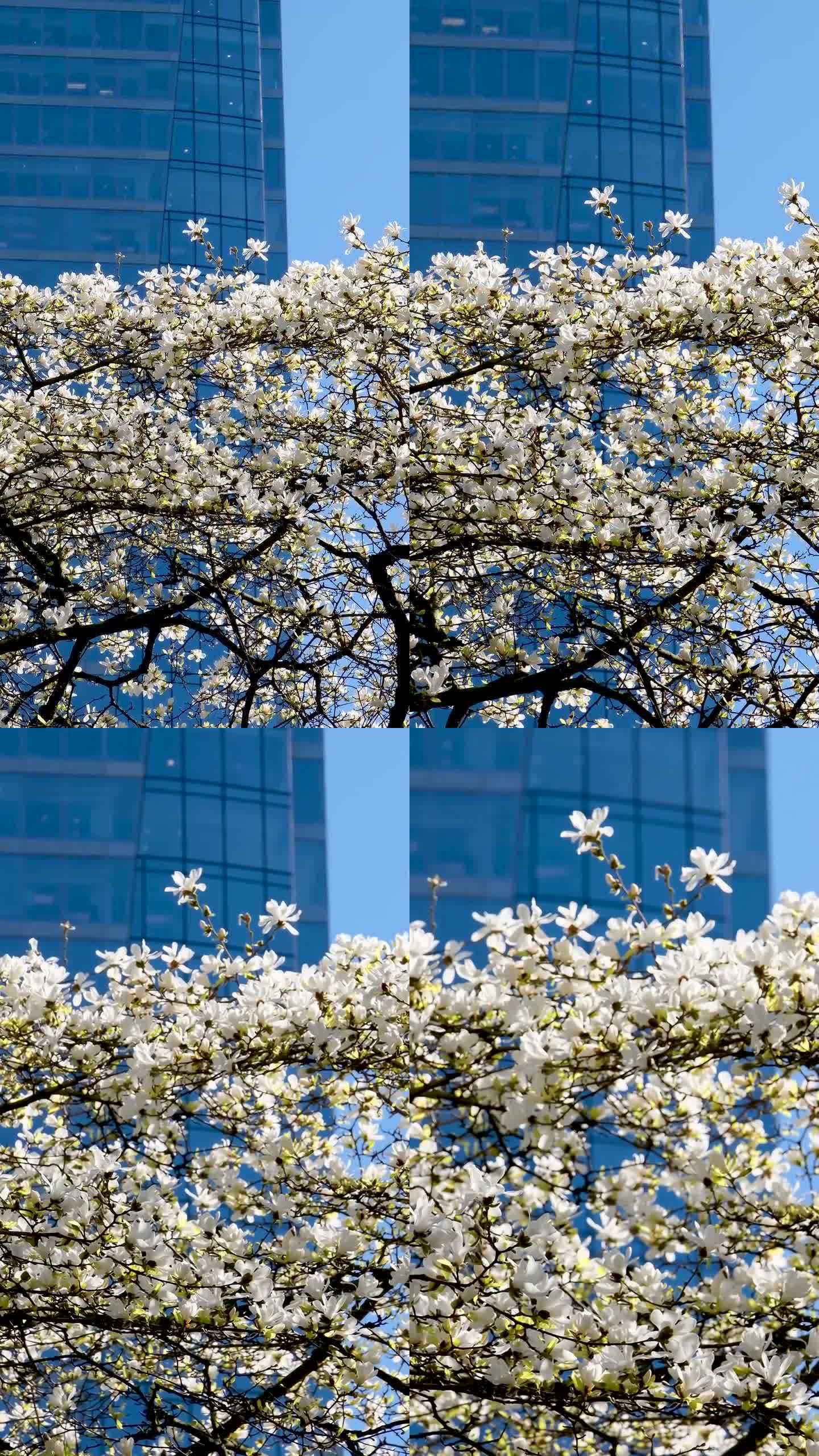 Magnolia Burrard在温哥华站樱花相机拍摄摩天大楼和蓝天的背景花蕾美丽的雪白的树开花弯曲