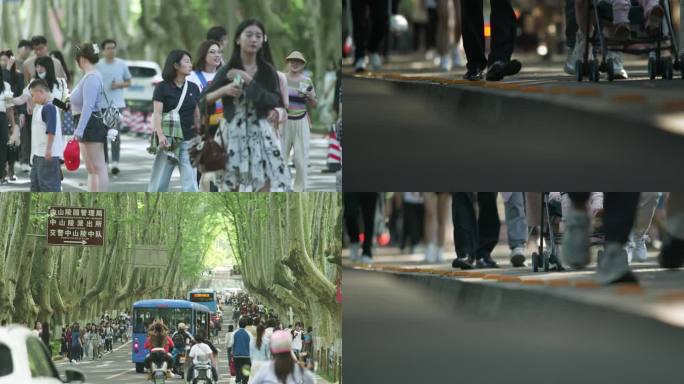 南京陵园路游客如织，南京梧桐大道南京游客