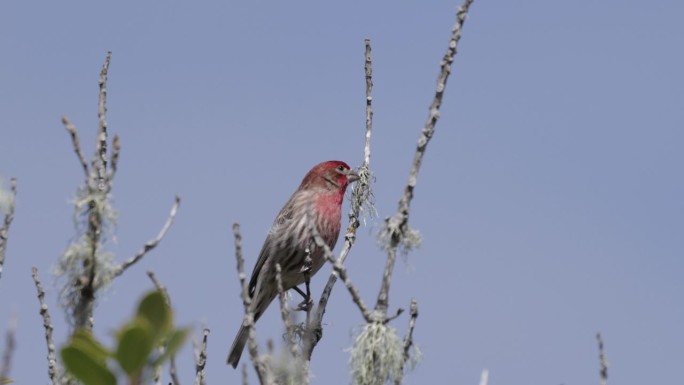 House Finch，加州