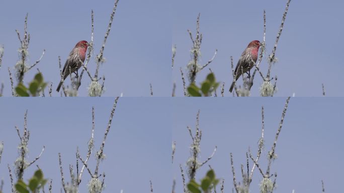 House Finch，加州