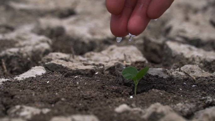 慢镜头在干燥的土壤里浇灌一棵小树。