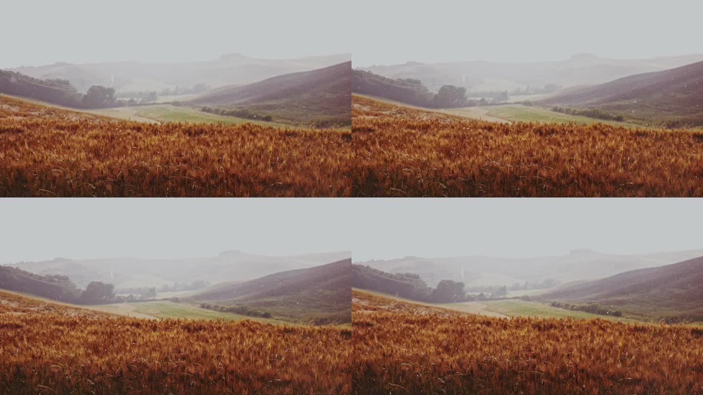 缓慢的雨滴落在托斯卡纳田园诗般的金色麦田上