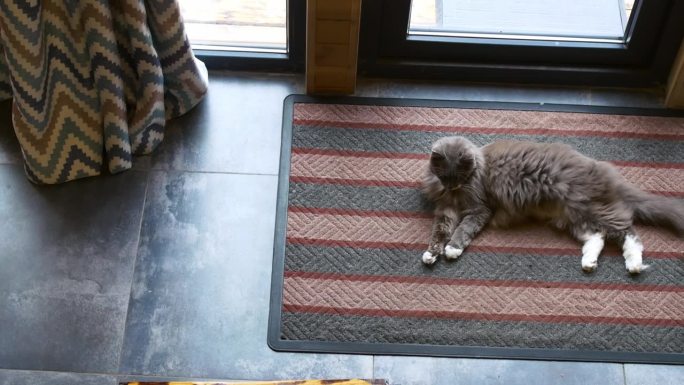 灰色家猫，白爪子躺在地毯上。从上面看毛茸茸的可爱的猫在舒适的家在白天。家猫舔爪子上的毛，关心自己。在