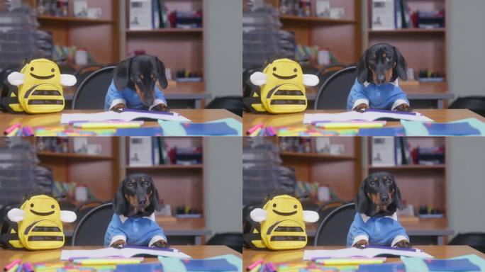 穿着校服的狗学生坐在书桌前紧张地咬着钢笔，一个害羞的孩子
