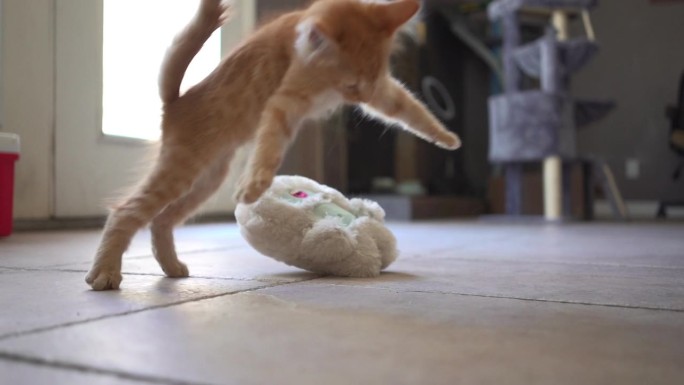 慢动作可爱的小猫在玩玩具。红猫在家里非常顽皮。