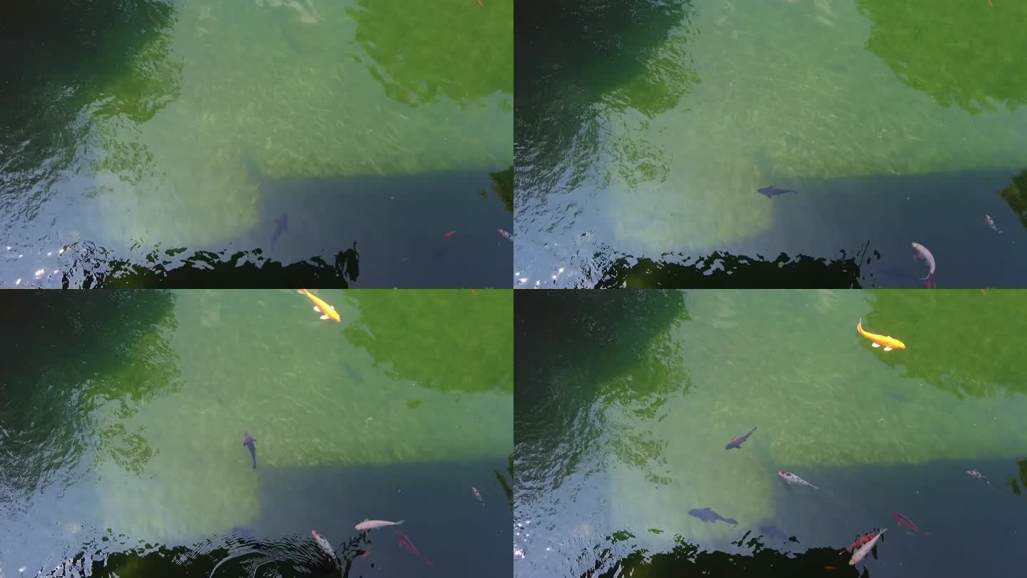 夏日池塘大冒险:红金鱼和白金鱼在玩耍