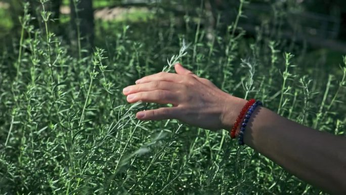 在阳光下，一个女孩的手滑过绿草的顶端，细腻地抚摸着植物的尖端。
