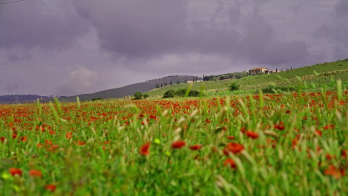 红色罂粟生长在托斯卡纳的山顶别墅下面田园诗般的田地里