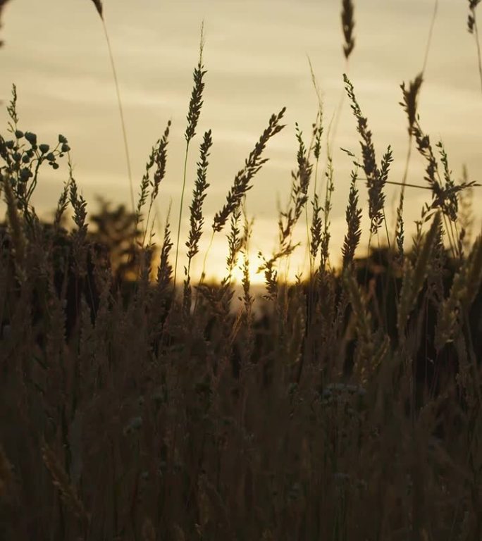 延时拍摄晚上的干草和太阳在日落或日出时超越地平线的垂直视频