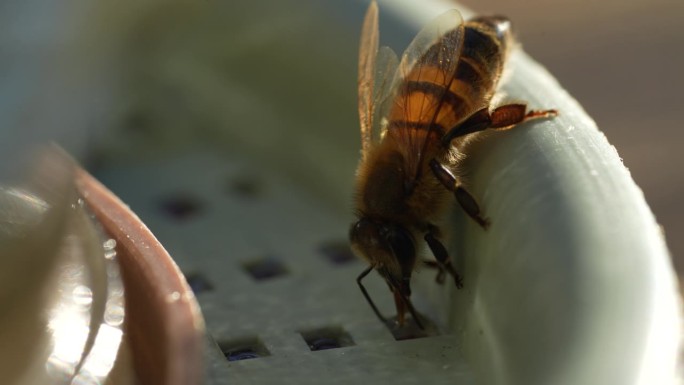 喝蜜蜂上碗加甜水或糖浆，宏观。喂蜜蜂
