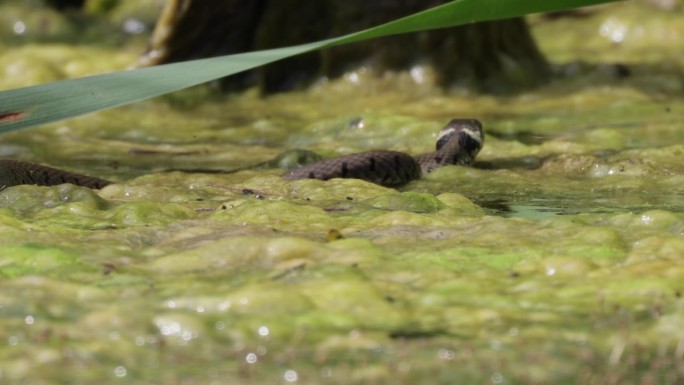 在阳光明媚的日子里，欧洲草蛇在沼泽中移动的跟踪镜头，特写