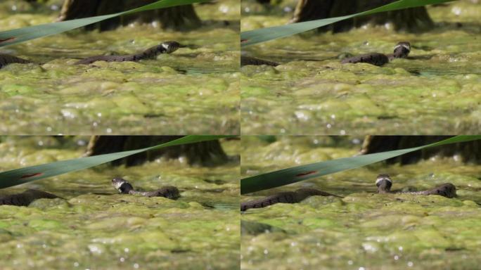 在阳光明媚的日子里，欧洲草蛇在沼泽中移动的跟踪镜头，特写