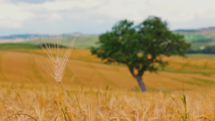 托斯卡纳金色田园乡村的麦秆和麦树