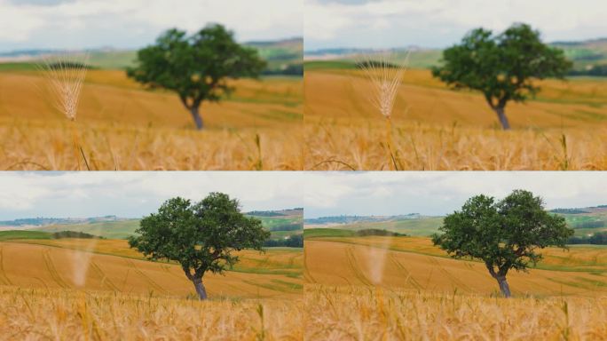 托斯卡纳金色田园乡村的麦秆和麦树