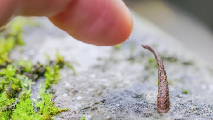 苔藓上的水蛭在蠕动