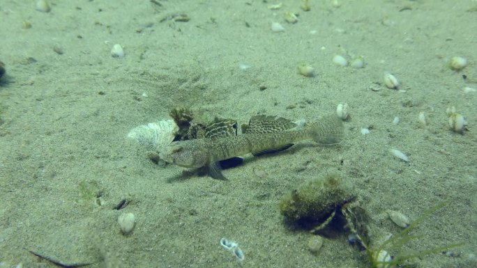 在沙质海底繁殖石纹虾虎鱼。