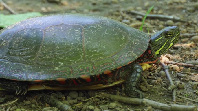 大热天，彩龟在池塘旁的树荫下休息。北美洲分布最广的本土龟。斯托维尔保护区和水库在多伦多，安大略省，加