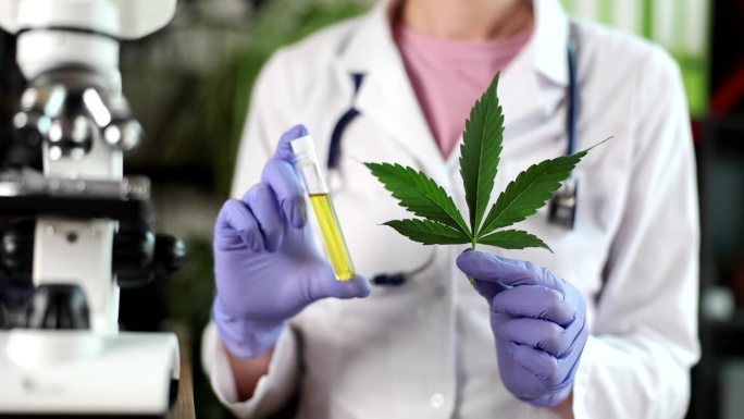 科学家在实验室测试从大麻植物中提取的cbd油