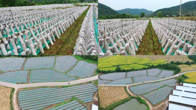 蘑菇种植 香菇种植基地  平菇种植 三农