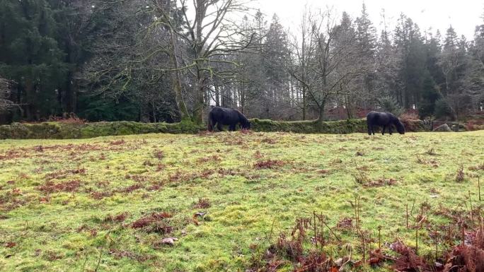 两只野生达特穆尔矮种马在德文郡一片郁郁葱葱的绿地上吃草。