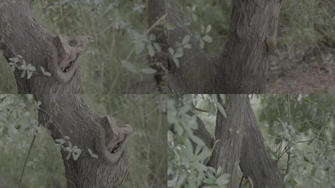 C丛林花鼠4k实拍 视频 松鼠