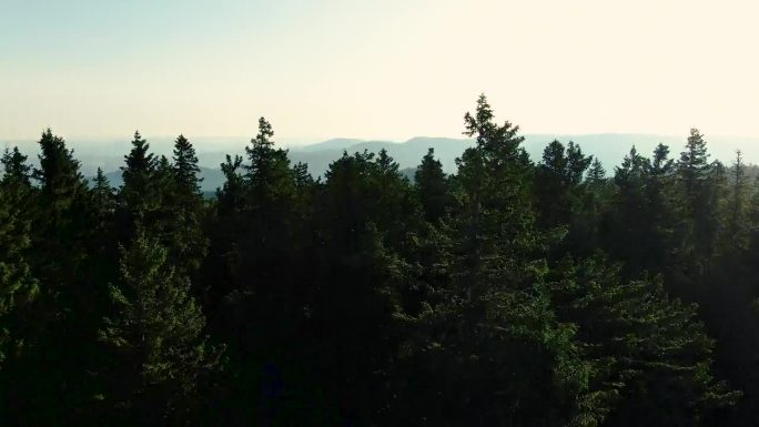 日落时分，无人机在黑森林上空飞行