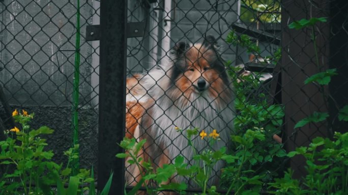 柯利犬穿过栅栏向路人吠叫，守卫着房子