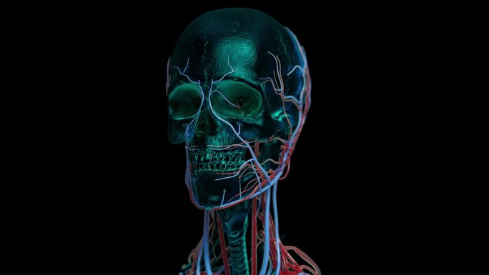 脸头骨x射线风格三维立体黑色背景医疗行业