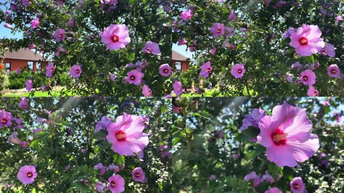 盛开的芙蓉花丛，种在花园里