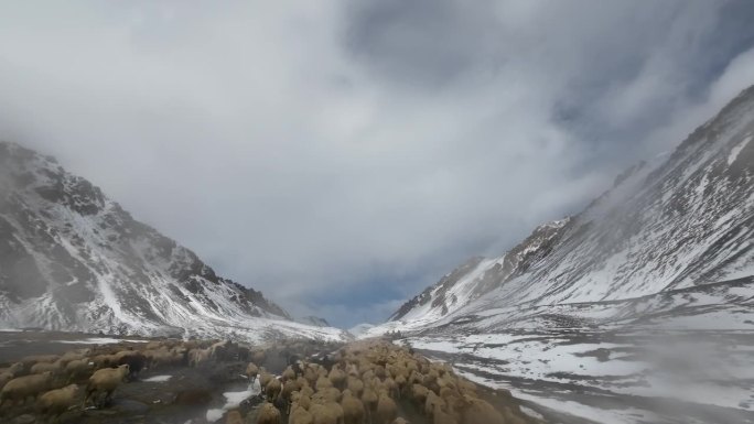 驾车前往被新雪覆盖的秋山口，遇到一大群羊。汽车的观点