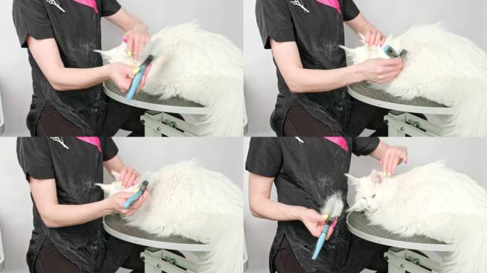 国内白猫缅因库恩在美发店为毛毛梳毛期间进行护理