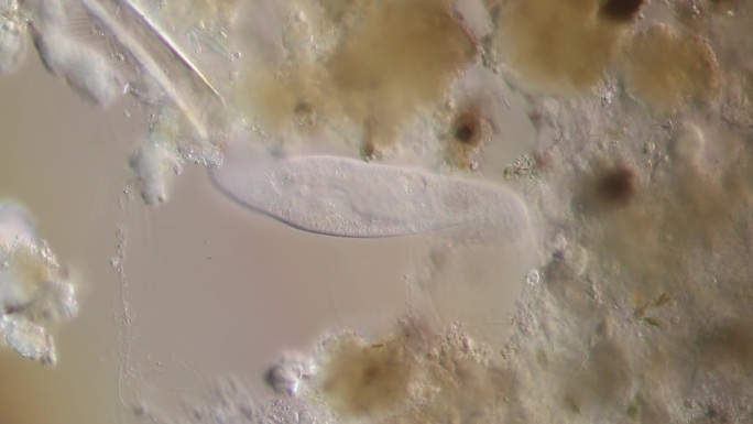 显微镜下的原生动物和藻类。