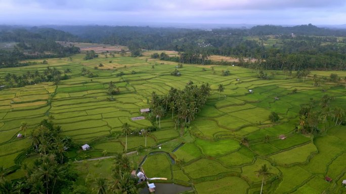 巴厘岛的稻田景观和农场自然。印尼山区农业小镇全景拍摄。有机稻田产业与热带乡村美景，供工作人员或旅游观