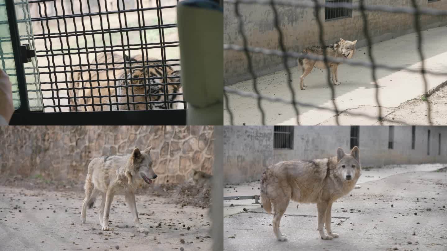 武汉九峰森林动物园车行猛兽区狮子老虎狼2