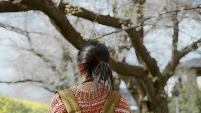 一名亚洲女子在公园观赏樱花。