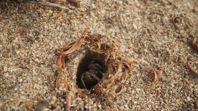 一只蜘蛛在沙子里挖洞，它很快从洞里钻出来，而小红蜘蛛在附近爬行。微距镜头。