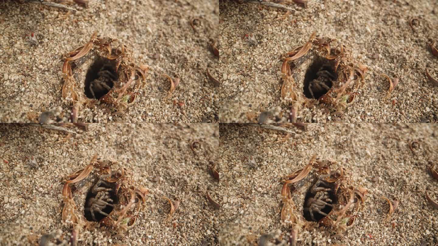 一只蜘蛛在沙子里挖洞，它很快从洞里钻出来，而小红蜘蛛在附近爬行。微距镜头。