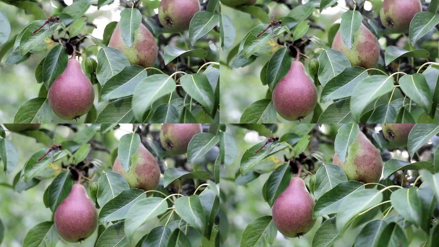 夏天，树上长着红边的大梨。美味多汁的水果，背景，有机