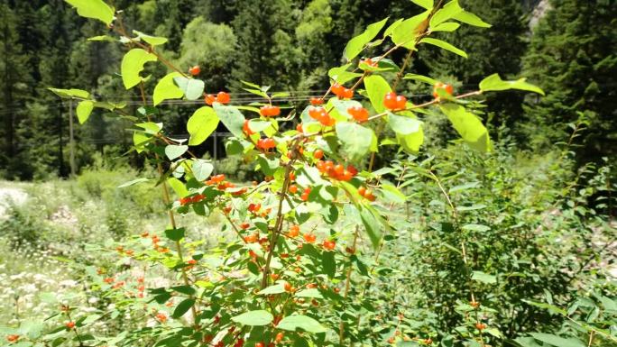 生长红色小果实的野生植物