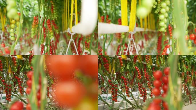 4K小番茄近景 有机蔬菜