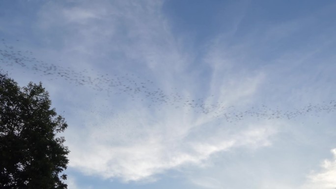 蝙蝠从洞穴飞向天空。