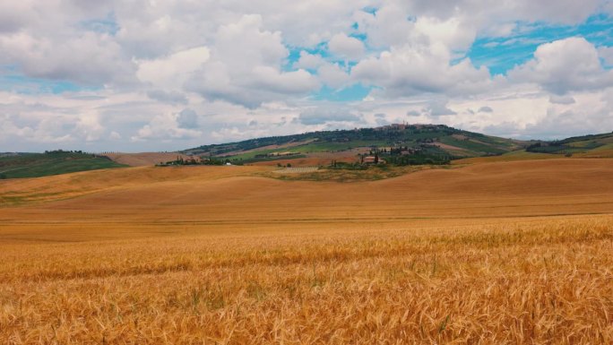 风景优美的托斯卡纳乡村金色的麦田