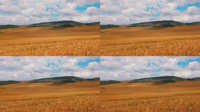 风景优美的托斯卡纳乡村金色的麦田