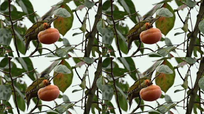 啄木鸟吃柿子
