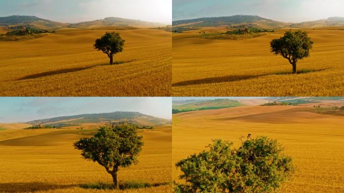 孤独的树在阳光明媚，金色，田园诗般的麦田在乡村景观
