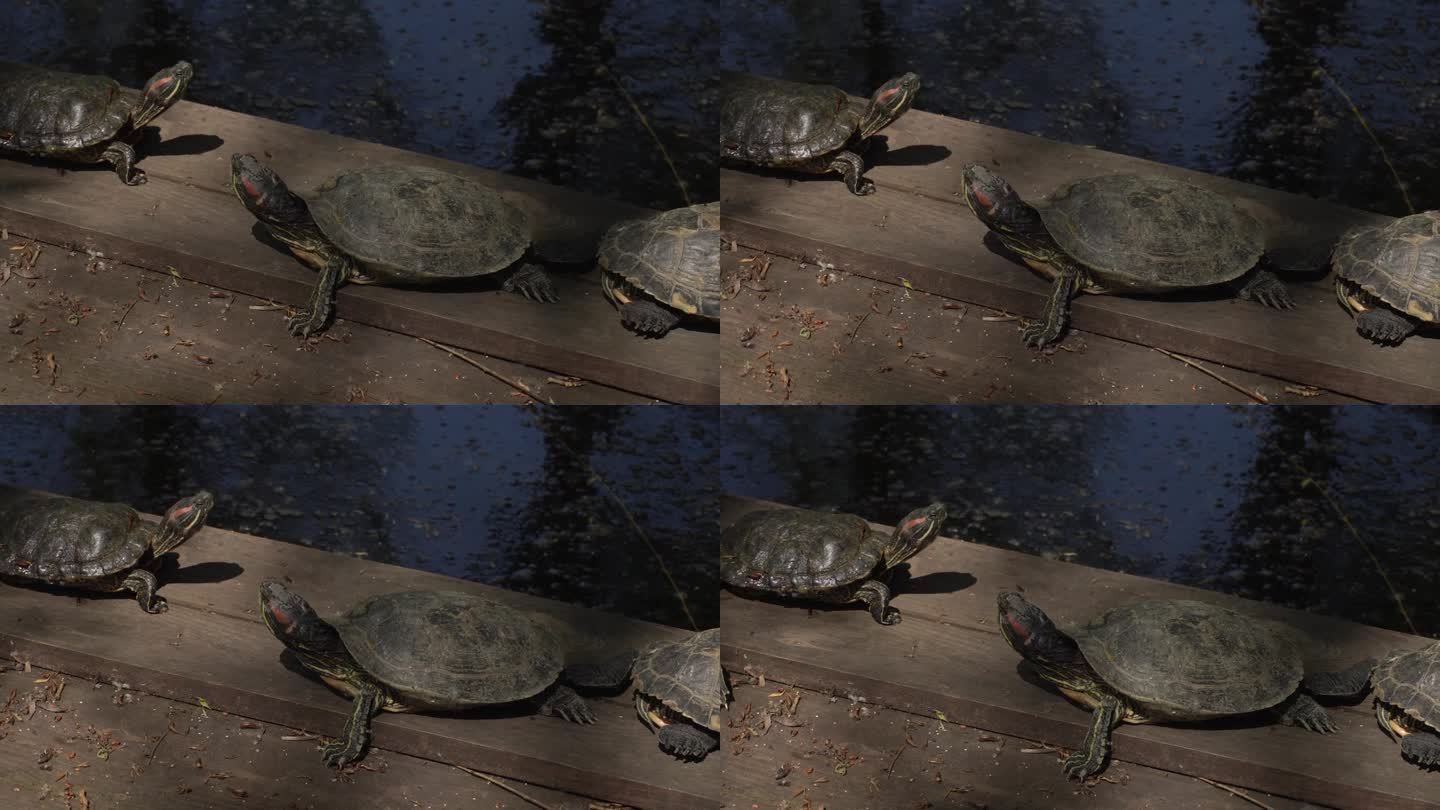 海龟在晒太阳乌龟