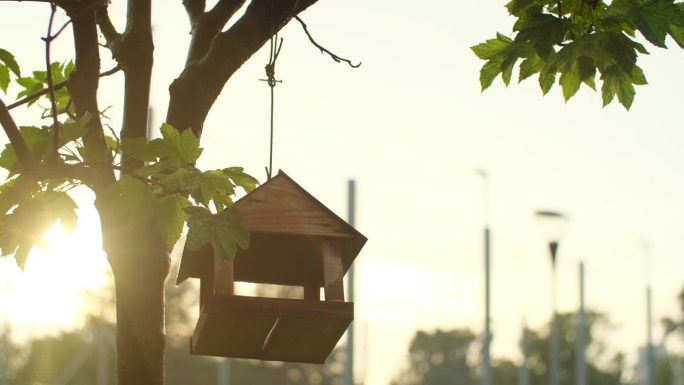 鸟屋挂在树上。手工制作的鸟箱在风中摇摆，在太阳下山，木鸟喂食器，椋鸟箱。慢动作