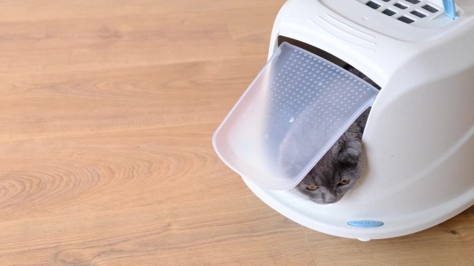 猫用一个封闭的盒子托盘上厕所。猫砂填充物