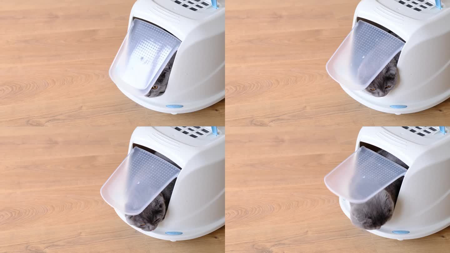 猫用一个封闭的盒子托盘上厕所。猫砂填充物