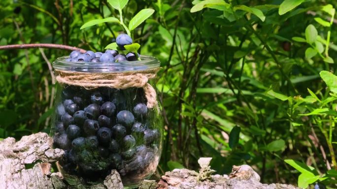 当地种植的有机蓝莓，季节性越橘乡村生态友好的概念。森林里蓝莓的特写，叶子绿叶。乡村生活园艺生态生活采
